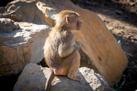An adolescent Hamadryas Baboon relaxing in the sunshine