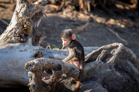 A baby Hamadryas Baboon playing outside on a fallen tree branch