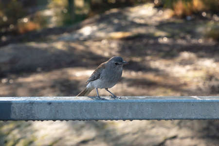 A small grey bird sitting on a steel rail in bushland in regional Australiaの写真素材