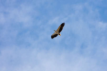 A large eagle flying in blue sky in regional Australiaの写真素材