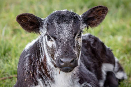 A black and white calf sitting on the ground in a green pasture staring directly ahead in regional Australiaの写真素材