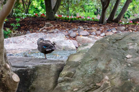 A black duck standing near a pond and trees in a large gardenの写真素材