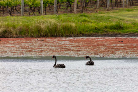 Two black swans paddling on a large lake with other water birds in regional Australiaの写真素材