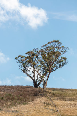 A large gum tree standing on a dry hill near a fence line