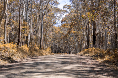 A long dirt road in a forest of overhanging trees recovering from bushfire in Kanangra-Boyd National Park in the Central Tablelands in regional New South Wales Australiaの写真素材