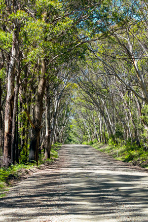 A long dirt road in a forest of overhanging trees recovering from bushfire in Kanangra-Boyd National Park in the Central Tablelands in regional New South Wales Australiaの写真素材