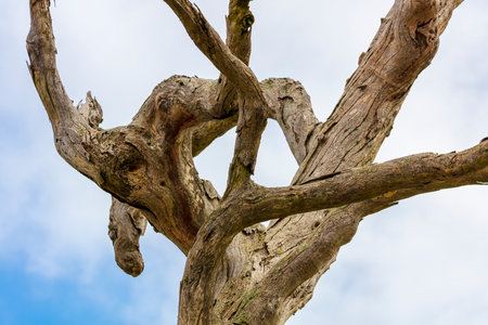 Dead and twisted branches on an old tree in front of a blue sky background