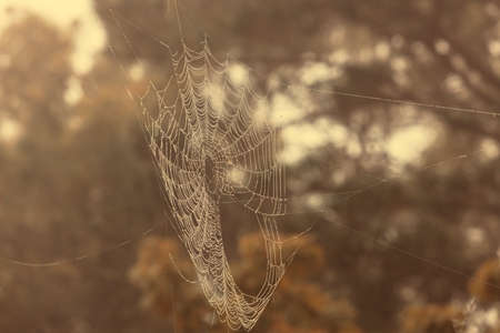 A large spiderweb hanging from a tree in the outdoors with water drops in the sunshineの写真素材