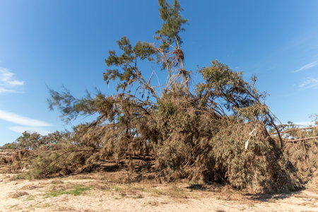 Photograph of fallen trees after severe flooding in Yarramundi Reserve in the Hawkesbury region of New South Wales in Australiaの写真素材