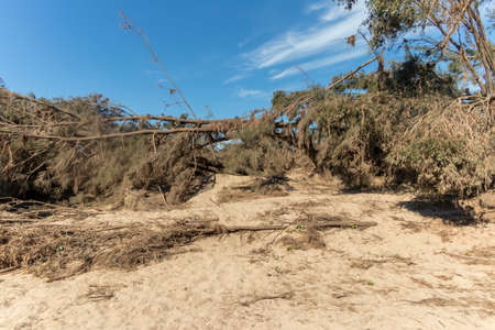 Photograph of fallen trees after severe flooding in Yarramundi Reserve in the Hawkesbury region of New South Wales in Australiaの写真素材