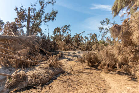Photograph of fallen trees after severe flooding in Yarramundi Reserve in the Hawkesbury region of New South Wales in Australiaの写真素材