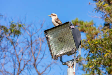 Photograph of an Australian Kookaburra sitting on a light tower near gum trees against a bright blue skyの写真素材