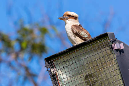 Photograph of an Australian Kookaburra sitting on a light tower near gum trees against a bright blue skyの写真素材