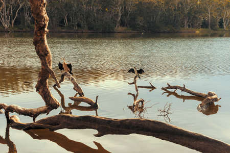 Photograph of water birds sitting on tree branches in the water at Avoca Lagoon on the Central Coast...