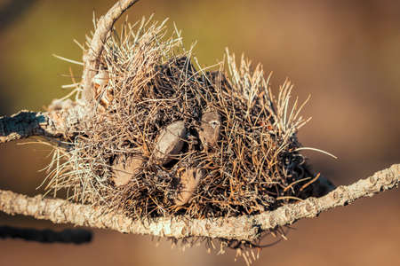 Photograph of a dead Banksia flower and plant due to bushfires in regional Australiaの写真素材