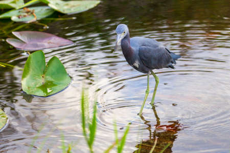 Photograph of a Little Blue Heron bird hunting for food in the Everglades