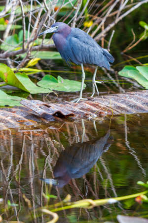 Photograph of a Little Blue Heron bird hunting for food in the Evergladesの写真素材
