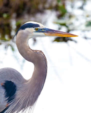 Photograph of a Great Blue Heron bird hunting for food in the Everglades