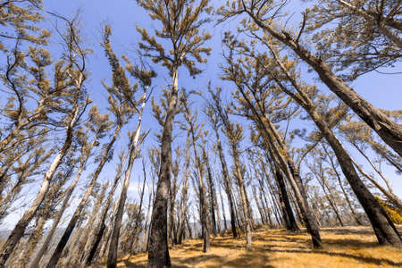 Photograph looking up to the sky through large trees that are regenerating from being burnt by...