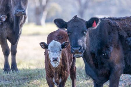 Photograph of Cows grazing on grass in a large green agricultural field near trees in The Blue Mountains in New South Wales in Australiaの写真素材
