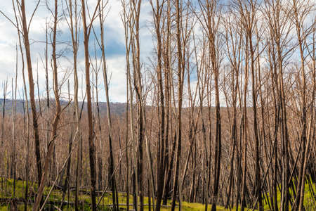 Photograph of trees burnt by severe bushfires in the Snowy Mountains in New South Wales in Australiaの写真素材