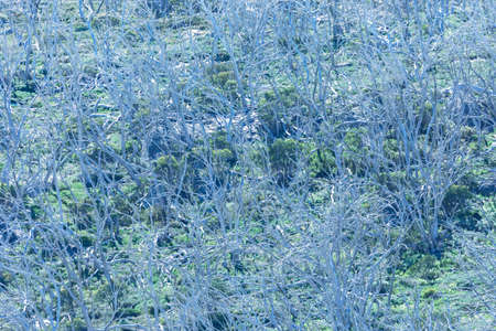 Photograph of trees affected by severe bushfire and the beginnings of regrowth in the Snowy...