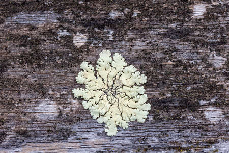 Photograph of white mould on the surface of a wooden outdoor table in a domestic gardenの写真素材