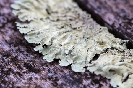 Photograph of white mould on the surface of a wooden outdoor table in a domestic garden