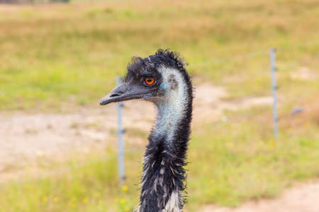 Close up portrait photograph of the head and neck of an Australian Emu in The Central Tablelands of...