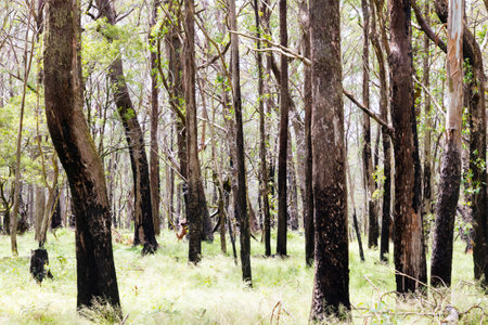 Photograph of eucalyptus trees recovering from severe bushfire in The Blue Mountains in New South...