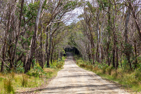 Photograph of a dirt road running through a large forest recovering from bushfire in the Central...