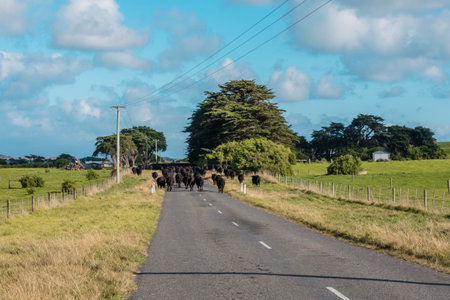 Photograph of a herd of black cows being moved to another paddock via road on King Island in the Bass Strait of Tasmania in Australiaの写真素材