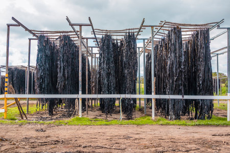 Photograph of a large Kelp processing facility on King Island in the Bass Strait of Tasmania in Australiaの写真素材