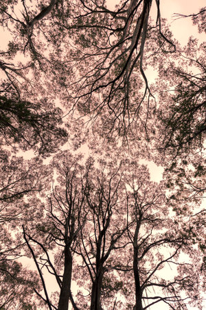 Photograph looking up through a tree canopy in a forest in the Blue Mountains in New South Wales in...