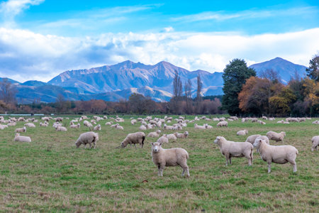 Photograph of a large flock of Sheep feeding in a grassy field with a mountain in the background on the South Island of New Zealandの写真素材