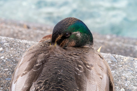 Photograph of an adult brown duck resting on grey concrete steps near water on the South Island of New Zealandの写真素材