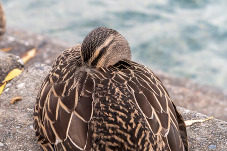 Photograph of an adult brown duck resting on grey concrete steps near water on the South Island of New Zealandの写真素材