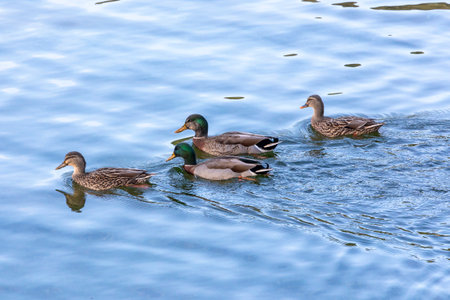 Photograph of Ducks looking for food while paddling in flood waters at the Manapouri Boat Club in...