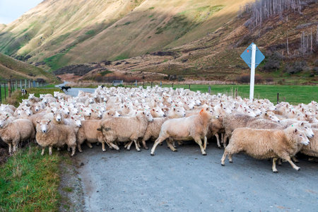 Photograph of a mob of sheep being herded along a road in a valley to a new pasture near Lake Moke...