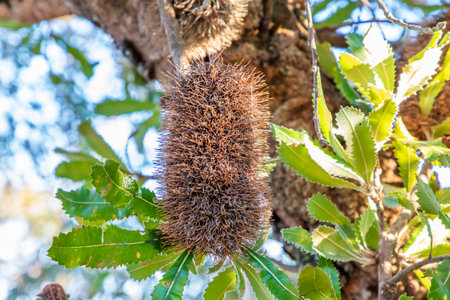 Photograph of large brown dead Bottle Brush plant heads hanging in a tree in the Blue Mountains in New South Wales in Australiaの写真素材