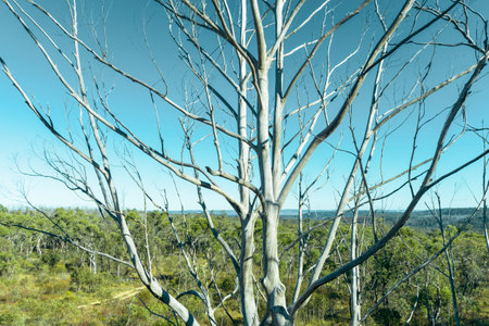 Drone aerial photograph of a large dead tree that was affected by severe bushfires in the Blue Mountains in New South Wales in Australiaの写真素材