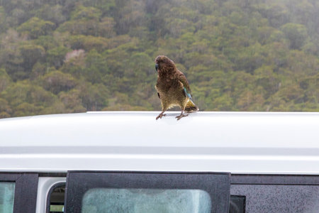 Photograph of a large green KEA Parrot sitting on a white tourist van in the rain in Fiordland National Park on the South Island of New Zealandの写真素材
