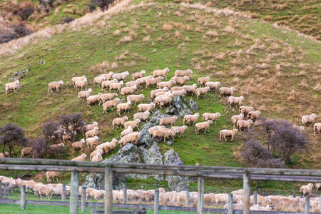 Photograph of a mob of sheep being herded down a lush green hill pasture near Lake Moke near Queenstown on the South Island of New Zealandの写真素材