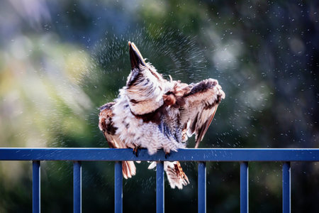 Photograph of a Kookaburra shaking water off their feathers while sitting on a fence after taking a swim in a domestic swimming pool in the Blue Mountains in New South Wales in Australia.の写真素材