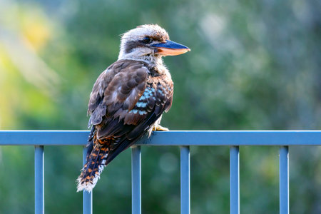 Photograph of a Kookaburra relaxing in the sunshine while sitting on a fence after taking a swim in a domestic swimming pool in the Blue Mountains in New South Wales in Australia.の写真素材