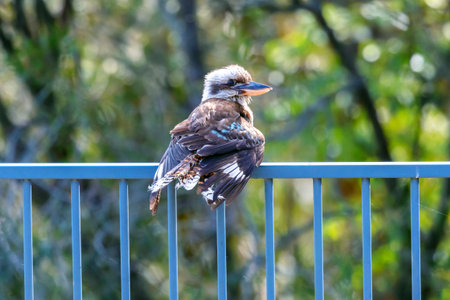 Photograph of a Kookaburra relaxing in the sunshine while sitting on a fence after taking a swim in a domestic swimming pool in the Blue Mountains in New South Wales in Australia.の写真素材