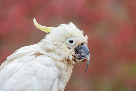 Photograph of an aging Sulphur Crested Cockatoo taking a rest on a fence in the Blue Mountains in New South Wales, Australia.の写真素材