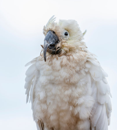 Photograph of an aging Sulphur Crested Cockatoo taking a rest on a fence in the Blue Mountains in New South Wales, Australia.の写真素材