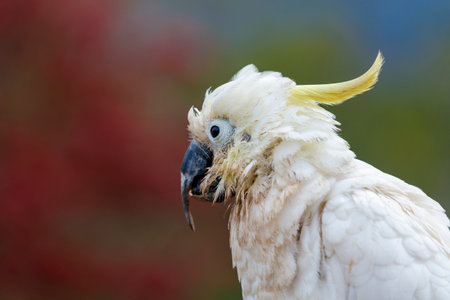 Photograph of an aging Sulphur Crested Cockatoo taking a rest on a fence in the Blue Mountains in New South Wales, Australia.の写真素材