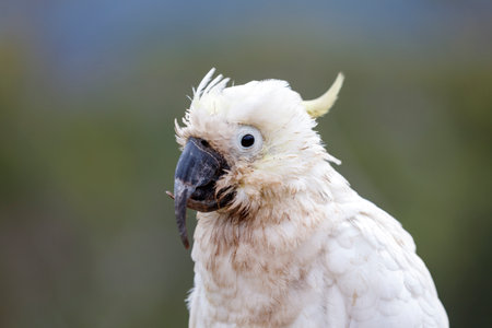 Photograph of an aging Sulphur Crested Cockatoo taking a rest on a fence in the Blue Mountains in New South Wales, Australia.の写真素材